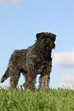 BOUVIER DES FLANDRES 335